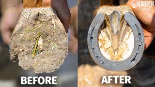 Satisfying Full Horse Hoof Restoration  4K FARRIER ASMR [upl. by Ynamrej]