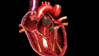 medical animation beating heart [upl. by Rosena]