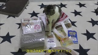 福袋を楽しむ猫リキちゃん☆おもちゃ・つめみがき・おやつを堪能☆イオンペット猫用福袋2018から抜粋【リキちゃんねる 猫動画】Cat videos キジトラ猫との暮らし [upl. by Nawd705]