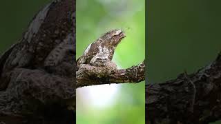 Cute Frogmouth Nest birdsnature shorts [upl. by Nitas742]