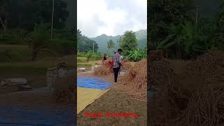 Paddy Harvesting in my Village with my Family  Village Life  Dhaan [upl. by Shane796]