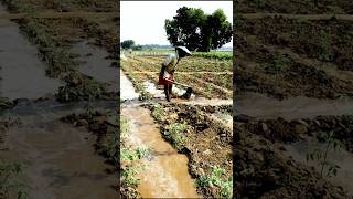 Irrigation in Tomato Field shorts [upl. by Dlawso]