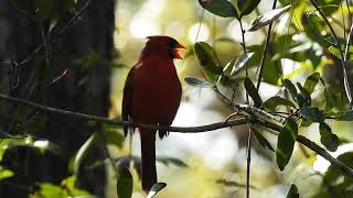 Northern Cardinal Cardinalis cardinalis UNF Nature Trails [upl. by Burkhardt]