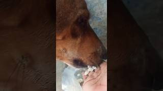 Hand feeding Ramnad mandai dog [upl. by Halimak]