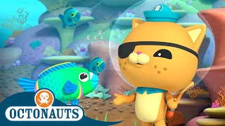 Octonauts  The Pirate Parrotfish  Full Episode 46  Cartoons for Kids  Underwater Sea Education [upl. by Arlie]