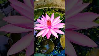 Nightbloomer pink waterlilly waterplants nature flowers [upl. by Neelon]