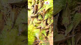 ഇവയെ തുരത്താൻ എന്തുചെയ്യും  How to remove tree hopper  shortsfeed shorts shortsvideo [upl. by Mastrianni434]