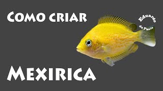 Como criar o peixe Mexirica [upl. by Rudy128]