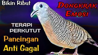 Perkutut lokal gacor suara lantang kristal sangat ampuh bikin cepat bunyi semua jenis burung kutut [upl. by Naivaj708]