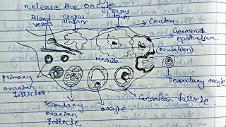 Reproductive SystemGametogenesisOvarian cycle Method of contraception zoologybsczoology [upl. by Nmutua868]