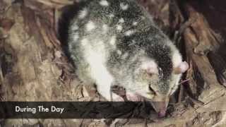 Eastern Quolls [upl. by Crissie]