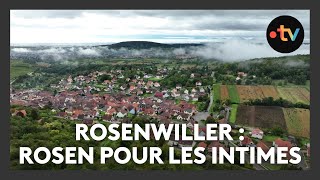 Un lieu des histoires à Rosenwiller  Rosen pour les intimes  Episode 14 [upl. by Aseiram]