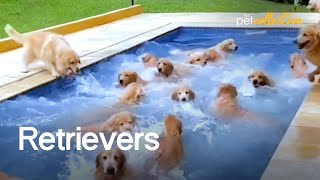 The Ultimate Funniest amp Cutest Golden Retriever Compilation 2021 [upl. by Harwin]