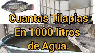 cuantas Tilapias sembrar en 1000 litros de Agua opinión personal [upl. by Acirahs]