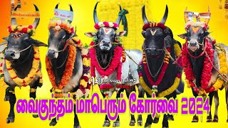 வைகுந்தம் களம் காங்கேயம் காளை கோர்வை 2024jallikattu viralvideo trendingvideo bull eruthattam [upl. by Virgie]