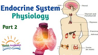 Endocrine System Physiology Part 2 Amharic Speech Video with Clear Explanations [upl. by Animsaj]