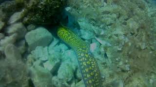 Diving Croatia Kaiserinsel Mediterranean moray eel Muraena helena diving Croatia [upl. by Oiluj]