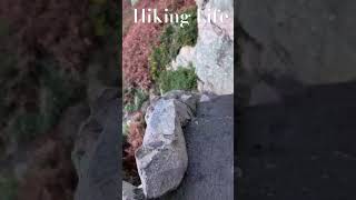 hiking hikinglife ireland howth shorts [upl. by Oyr]