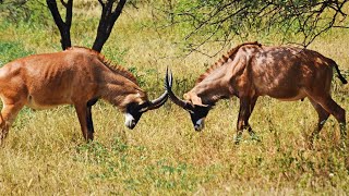 LAntilope Rouanne  Un cheval africain  Documentaire animalier [upl. by Melisse]