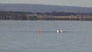 Lake Champlain Monster BWATV [upl. by Mohamed161]