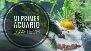 👆🏾 MI PRIMER ACUARIO 🫧 LOW TECH AGUA DULCE 🎏 [upl. by Elnore]