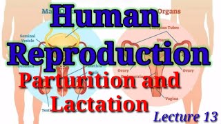 Human reproduction Lecture 13 Parturition and lactation [upl. by Yras553]