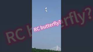 What happened to this rc plane rcplane rc flyingwing rccrash [upl. by Elleined]