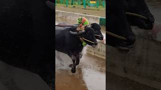 Kambala kambula kudla sports race trending [upl. by Nelsen321]