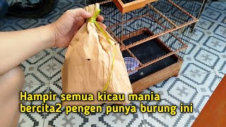 Saking langkanya punya uang ratusan juta pun belum tentu bisa memiliki burung ini [upl. by Torr761]