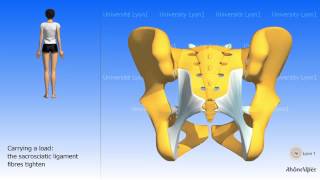 Arthrology of the pelvis the sacroiliac joint [upl. by Shayla355]