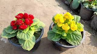 Lady purse calceolaria plant care tips  a unique winter flower by Cocos Garden [upl. by Ocsinarf56]