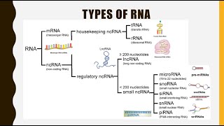 Structure Function and Types of RNA mRNA tRNA rRNAlncRNA miRNA siRNA snoRNA snRNA piRNA [upl. by Ruddy]