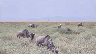 Wildebeest at Amboseli National Park EasyBudgetSafaris [upl. by Aissac]