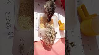 কোয়েল পাখির বাচ্চা। Koel pakhi কোয়েলপাখি koel koelpakhipalon [upl. by Mihcaoj]