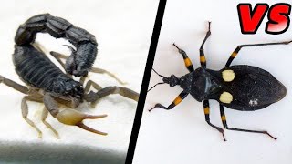 Black Scorpion vs Black Bug Fight Video blacbug blackscorpion fight [upl. by Ytirev]