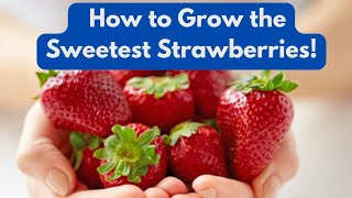 How to Grow the Sweetest Strawberries no Matter Which Variety You Grow [upl. by Aneris10]