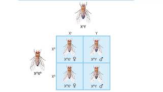 SexLinked Traits How are eye colors inherited in fruit flies [upl. by Alrich860]