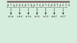 THE DNA SONG [upl. by Zuleika]