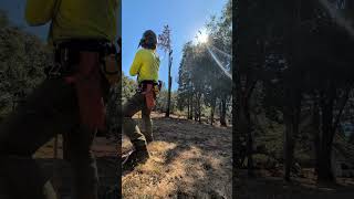 Pine Tree Removal Time Lapse TreeWork arborist shorts [upl. by Spatola]