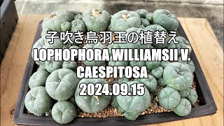 子吹き烏羽玉の植替え Lophophora williamsii v caespitosa 2024 09 15 [upl. by Auerbach]