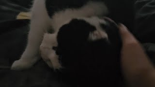 Petting the NEEDIEST CAT in the world ASMR [upl. by Eiddal]