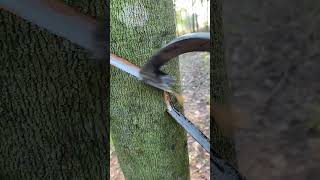 Rubber plant🌳 rubberfarming satisfying woodworking rubberwood rubber rubbertapping saprubber [upl. by Ahsiena]