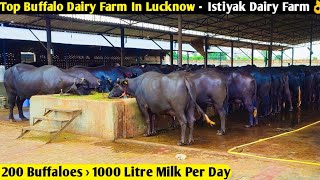 Top Buffalo Dairy Farm In Lucknow UP Istiyak Dairy Farm 200 Buffaloes  1000 Litre Milk Per Day 👌 [upl. by Feld]