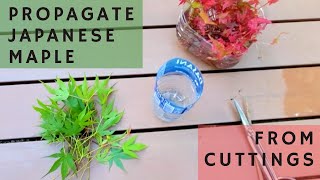 How to propagate Japanese Maples from Cuttings Step by Step [upl. by Nugent]