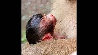 Newborn crying hungry milk but mom not give milk to newborn  Pet Planet  BBC Earth  Animals Lover [upl. by Aniretak427]