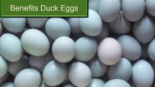 Benefits of Duck Eggs are good for men  its very good [upl. by Immaj679]