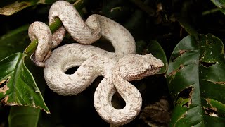 Eyelash pit viper white morph Bothriechis schlegelii [upl. by Luthanen783]