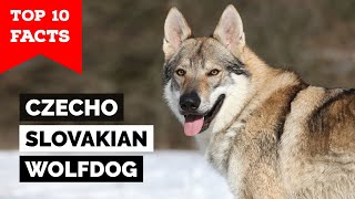 Czechoslovakian Wolfdog  Top 10 Facts [upl. by Supat318]