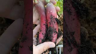 Growing Elongated Radish from Seed to Harvest [upl. by Austin]