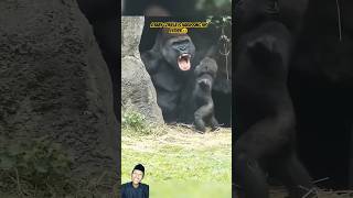 A baby gorilla is harassing his father😆 animals zoo monkey gorilla shortvideo shorts short [upl. by Larena]